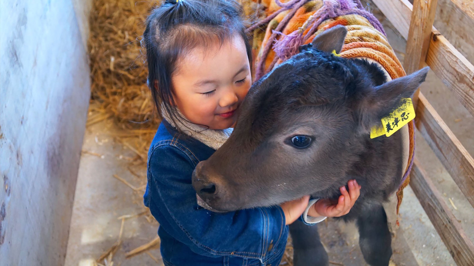 Keeping a Hitachi Calf Warm and Comfortable During Cold Winter Months